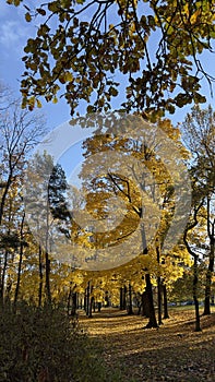 woody forest with yellow colors silent above