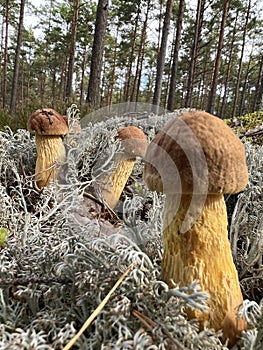 woody forest with yellow colors silent above mashrooms