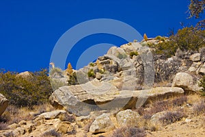 Woody and herbaceous plants in the Sierra Nevada Mountains, Cali