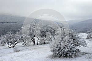 Woody hills covered with snow