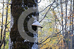 Woody mushroom or Fomitopsis pinicola on the tree