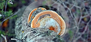 Woody mushroom, Polyporaceae sp., Red belt conk or red belted bracket fungus growing on a tree photo