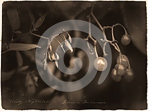 Woody Nightshade amara dulcis in antique old photograph style with cursive annotation label