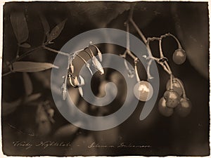 Woody Nightshade amara dulcis in antique old photograph style with cursive annotation label photo