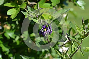 Woody nightshade flowers in an English hedgerow