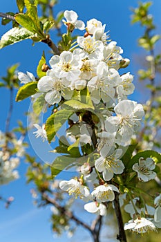 Woody plant branch with white flowers and green leaves against blue sky