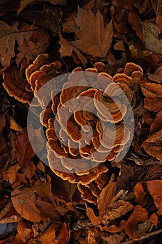 A Woody Shelf Fungi from the polypores family polyporaceae .