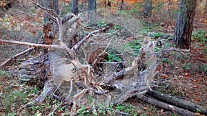 Woody snag. Dead tree Autumn landscape