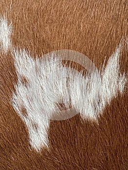 Wool, animal skin - cow fur texture