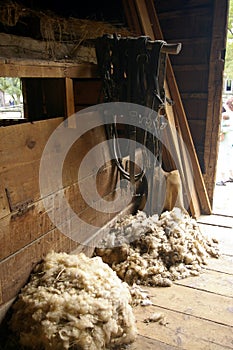 Wool in a barn