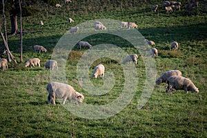 Wool Farm In New Zealand