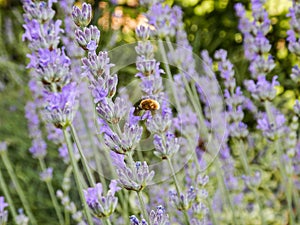 Wool floater feeding on lavander