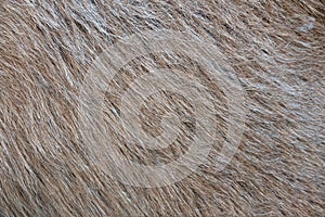wool or fur background