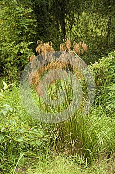 Wool Grass - Scirpus cyperinus in Wet Area of Morgan County Alabama