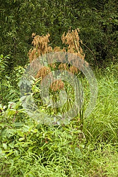 Wool Grass - Scirpus cyperinus in Wet Area of Morgan County Alabama