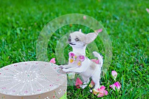 Wool Miniature of Chihuahua dog