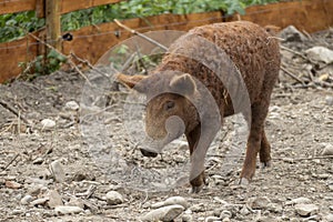 Wool pig Mangalica with curly, frizzy coat