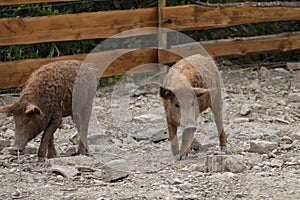 Wool pig Mangalica with curly, frizzy coat