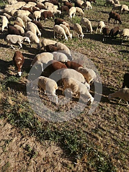 Wool production. The inside the flock of sheep, seen from above. Group among green grass. Ruminant.