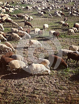 Wool production. The inside the flock of sheep, seen from above. Spanish field. Ruminant.