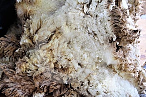 Wool sheared