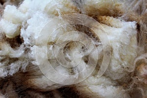 Wool sheared