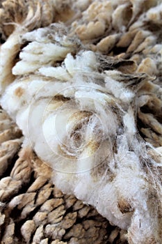 Wool sheared