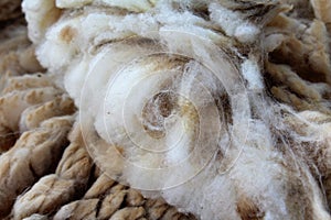 Wool sheared