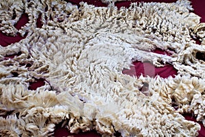 Wool sheared photo