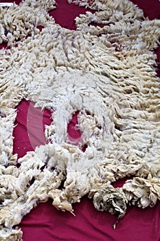 Wool sheared