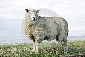 Wool sheep