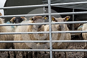 Wool sheep behind solid metal gate on a farm. Agriculture industry. West of Ireland