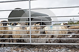 Wool sheep behind solid metal gate on a farm. Agriculture industry. West of Ireland