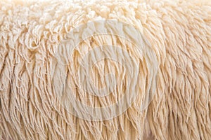 Wool sheep