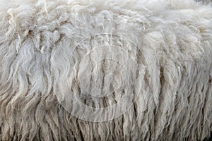 Wool sheep closeup for background