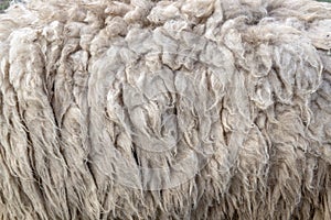 Wool sheep closeup for background