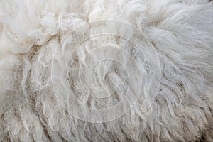 Wool sheep closeup for background