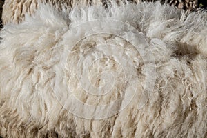Wool sheep closeup for background ,Raw wool background. Also softness, warmness concept
