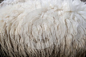 Wool sheep closeup for background ,Raw wool background. Also softness, warmness concept