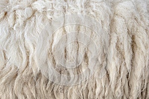 Wool sheep closeup for background