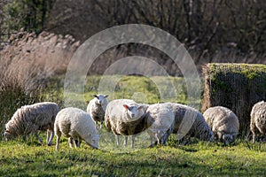 Wool sheep in winter woolen coats. Freerange organic farming