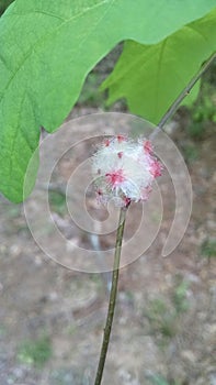 Wool sower wasp gall on oak stem photo