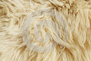 Wool texture