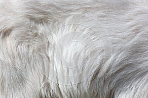 Wool of a white goat as an abstract background