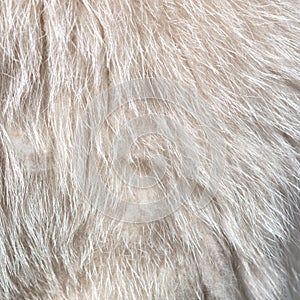 Wool of a white goat as an abstract background