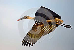Wooley neck stork in flight