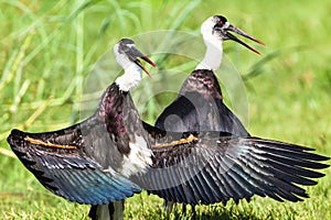 Wooley Necked Stork Birds