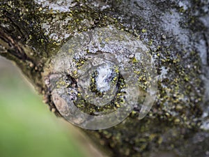 Woolly aphids sucking sap from woody stem