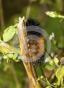 Woolly bear caterpillar