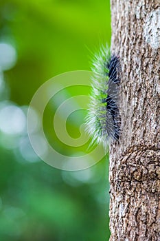 Woolly Bear Caterpillar